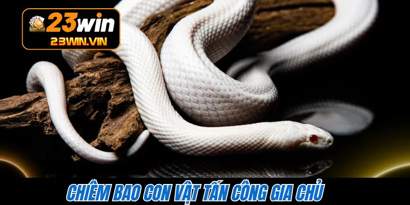 Chiêm bao con vật tấn công gia chủ 
