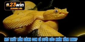 Mơ Thấy Rắn Đánh Con Gì Dưới Góc Nhìn Tâm Linh