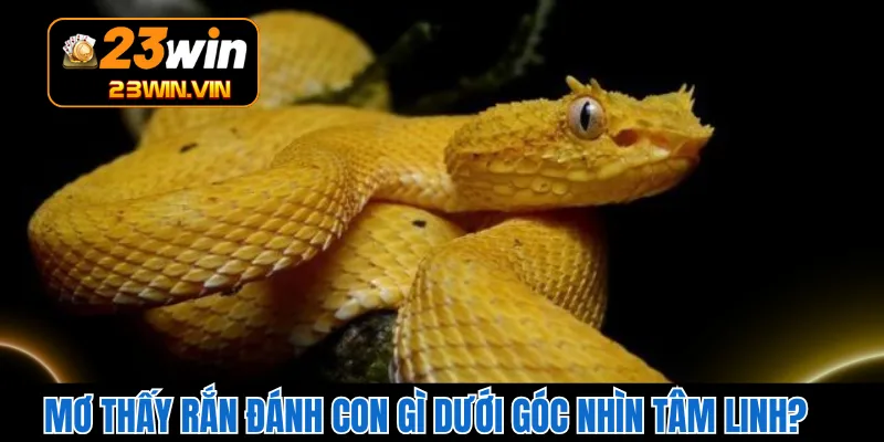 Mơ Thấy Rắn Đánh Con Gì Dưới Góc Nhìn Tâm Linh