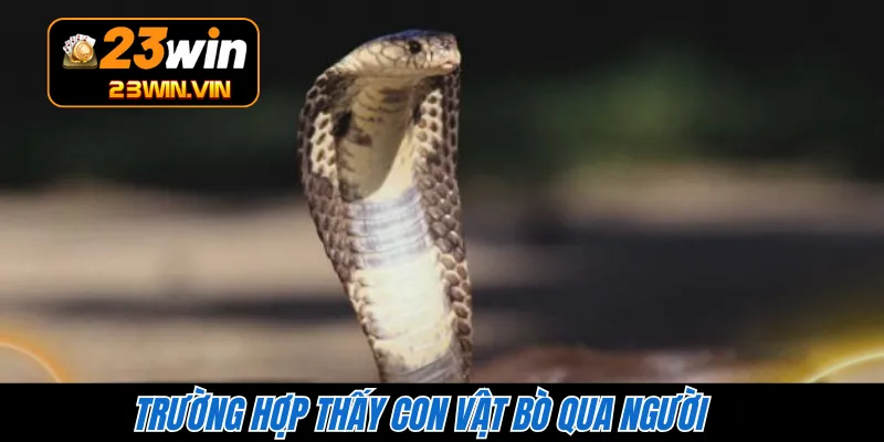 Trường hợp thấy con vật bò qua người 